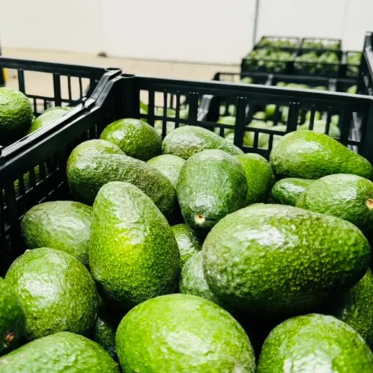 Caja de aguacate Hass ya clasificado por calibre y por clase.