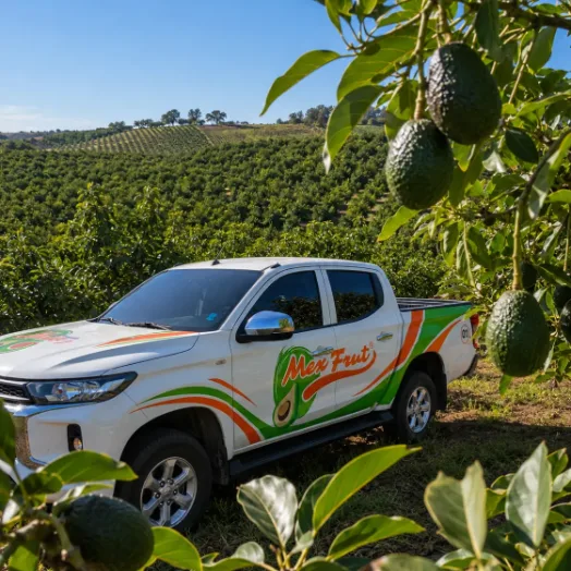 Vehículo de Mexfrut entre hileras de aguacate Hass en un huerto de Jalisco.