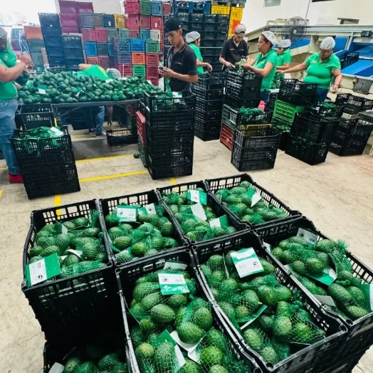Línea de empaque de Mexfrut: aguacate Hass acomodado en malla y en caja.
