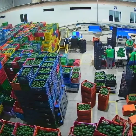 Aguacate Hass en cajas dentro de la planta, esperando turno de selección y calibrado.
