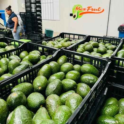 Cajas de aguacate Hass recién llegadas a la zona de recepción de la planta.
