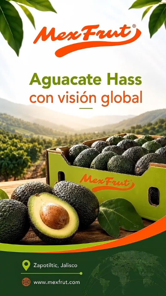 Operarios seleccionando aguacate Hass en la planta de Mexfrut, Zapotiltic, Jalisco.